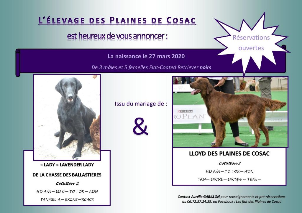 des Plaines De Cosac - Flat Coated Retriever - Portée née le 27/03/2020