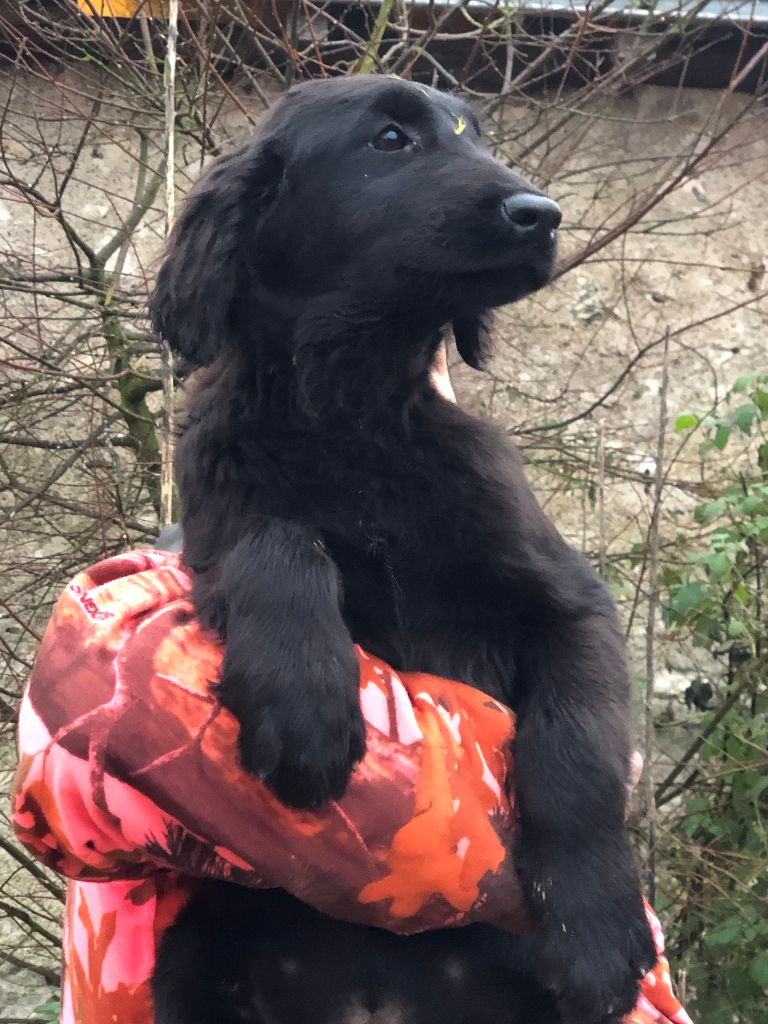 des Plaines De Cosac - Chiot disponible  - Flat Coated Retriever