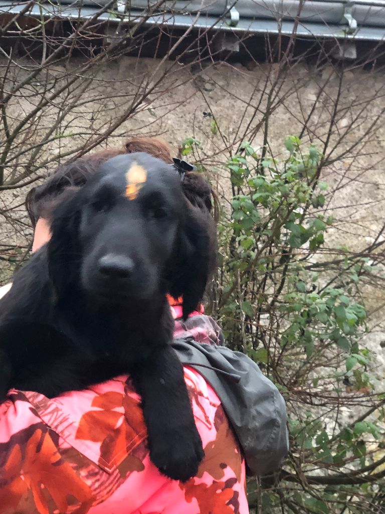 des Plaines De Cosac - Chiot disponible  - Flat Coated Retriever