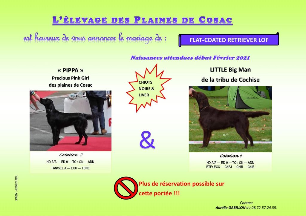 des Plaines De Cosac - Flat Coated Retriever - Portée née le 04/02/2021