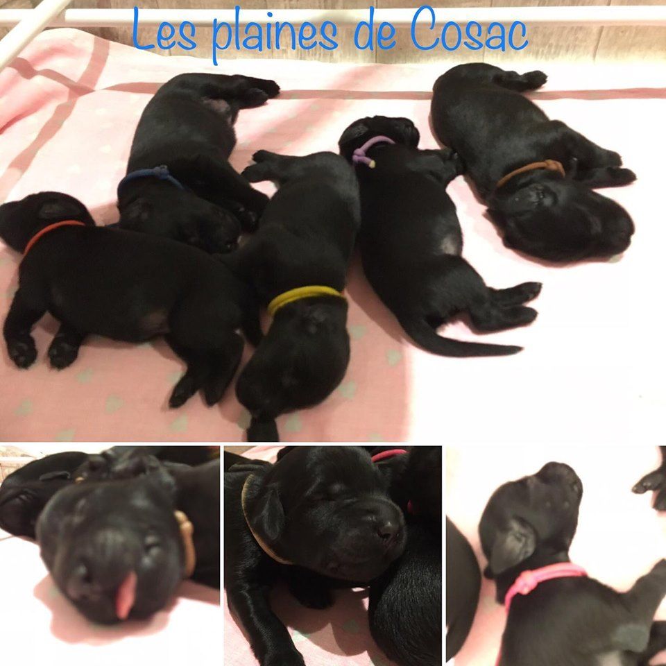 des Plaines De Cosac - Flat Coated Retriever - Portée née le 01/10/2019