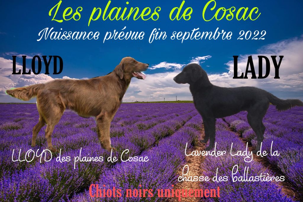 chiot Flat Coated Retriever des Plaines De Cosac