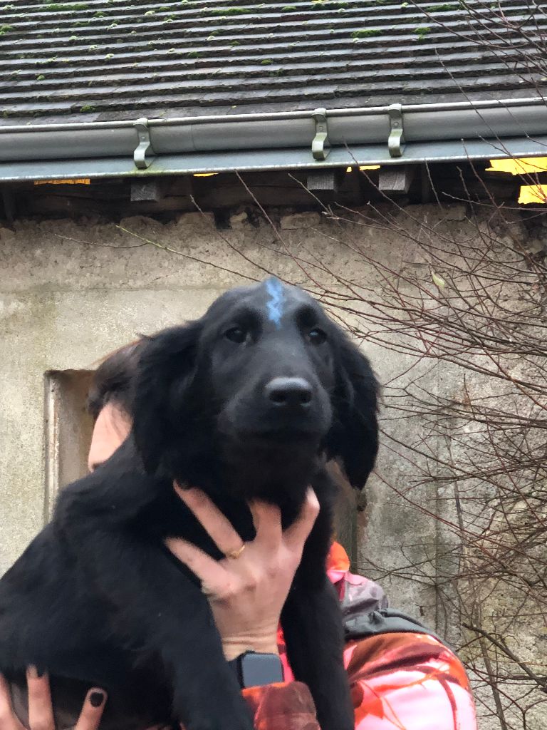 des Plaines De Cosac - Chiot disponible  - Flat Coated Retriever