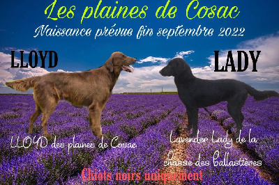 des Plaines De Cosac - Flat Coated Retriever - Portée née le 27/09/2022
